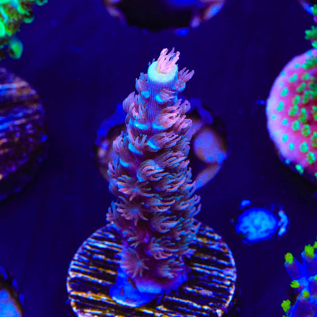 TGC Cherry Bomb Acropora Coral