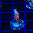 TGC Cherry Bomb Tenuis Acropora Coral
