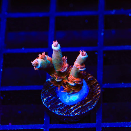 TGC Cherry Bomb Tenuis Acropora Coral
