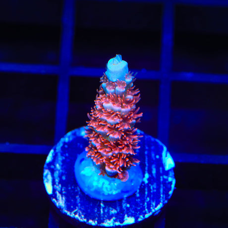 TGC Cherry Bomb Tenuis Acropora Coral