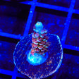TGC Cherry Bomb Tenuis Acropora Coral