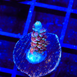 TGC Cherry Bomb Tenuis Acropora Coral