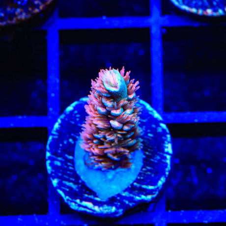 TGC Cherry Bomb Tenuis Acropora Coral