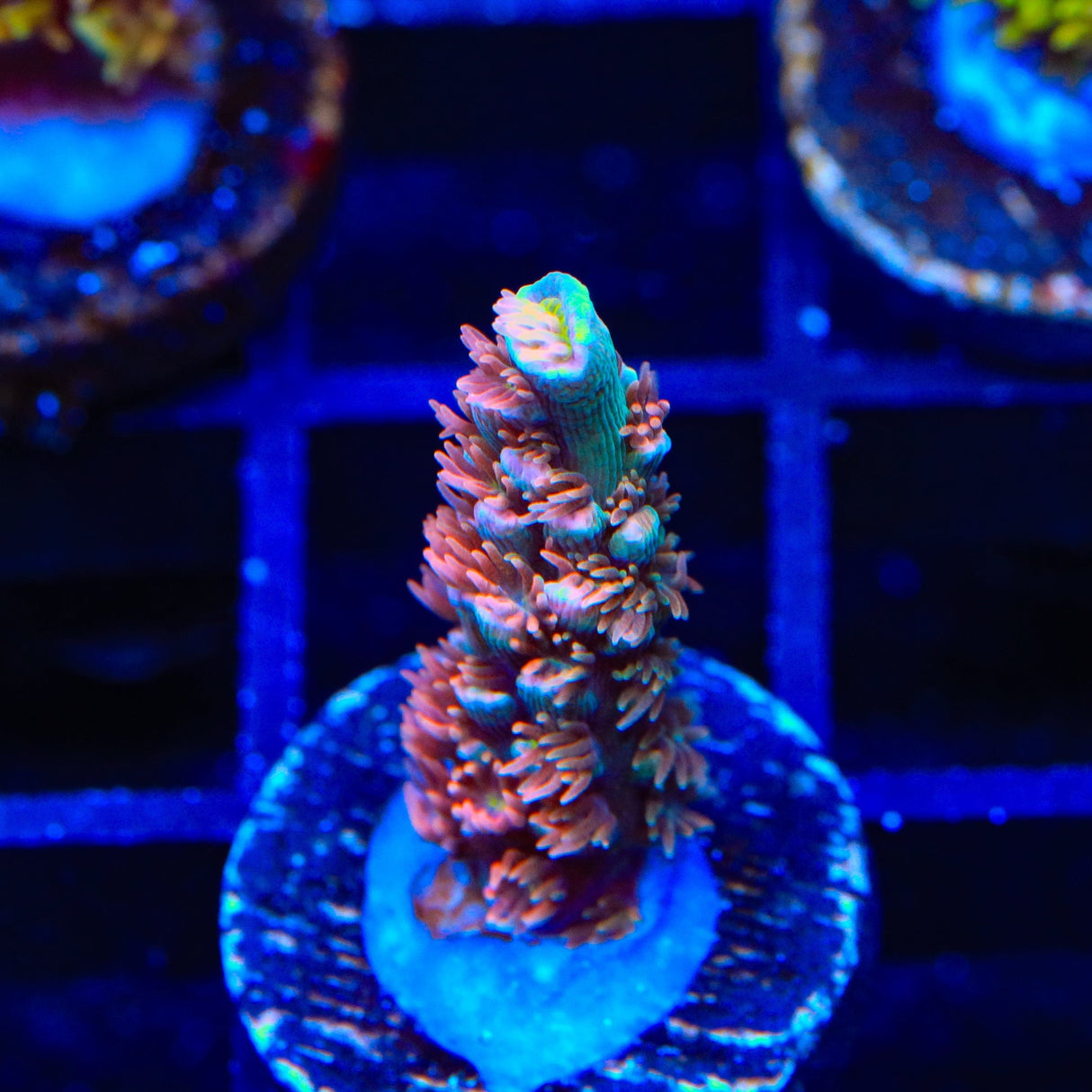 TGC Cherry Bomb Tenuis Acropora Coral