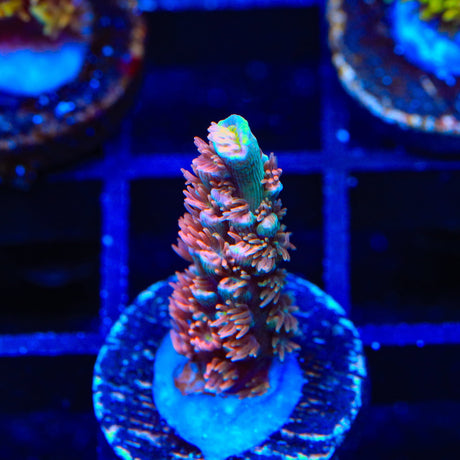 TGC Cherry Bomb Tenuis Acropora Coral