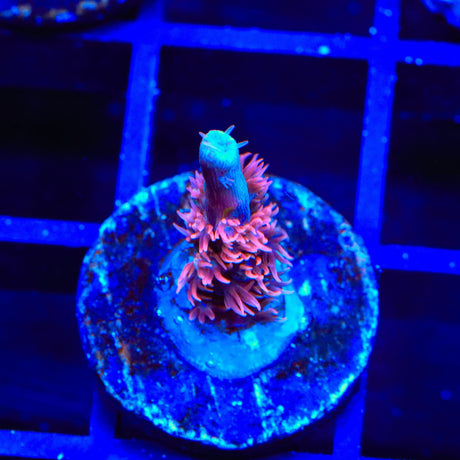 TGC Cherry Bomb Tenuis Acropora Coral