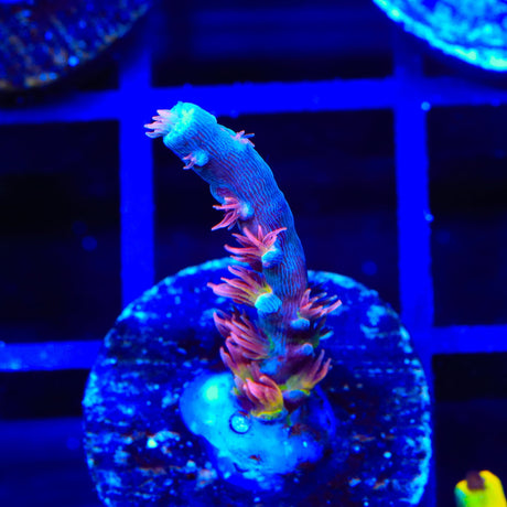 TGC Cherry Bomb Tenuis Acropora Coral