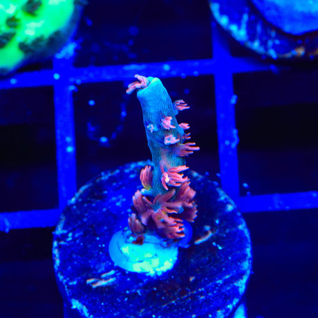 TGC Cherry Bomb Tenuis Acropora Coral