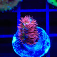 TGC Cherry Bomb Tenuis Acropora Coral