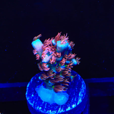 TGC Cherry Bomb Tenuis Acropora Coral