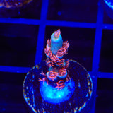 TGC Cherry Bomb Tenuis Acropora Coral