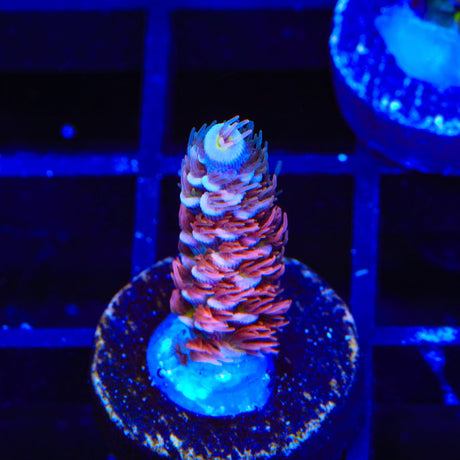 TGC Cherry Bomb Tenuis Acropora Coral