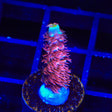 TGC Cherry Bomb Tenuis Acropora Coral