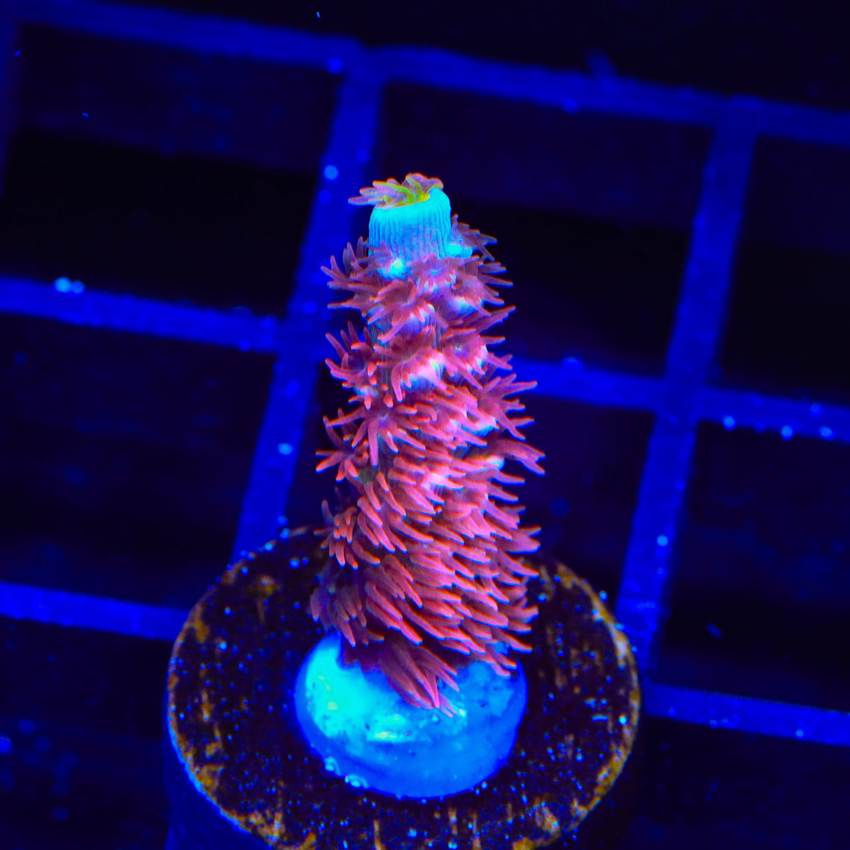 TGC Cherry Bomb Tenuis Acropora Coral