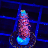 TGC Cherry Bomb Tenuis Acropora Coral