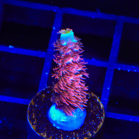 TGC Cherry Bomb Tenuis Acropora Coral