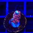 TGC Cherry Bomb Tenuis Acropora Coral