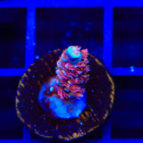 TGC Cherry Bomb Tenuis Acropora Coral