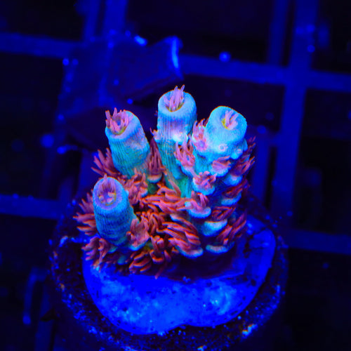 TGC Cherry Bomb Tenuis Acropora Coral