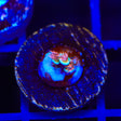 TGC Cherry Bomb Tenuis Oops Frag Acropora Coral