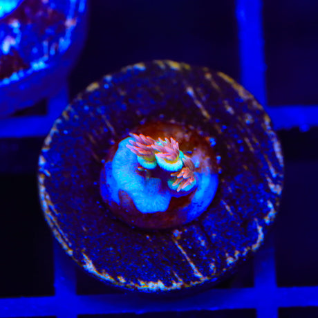 TGC Cherry Bomb Tenuis Oops Frag Acropora Coral