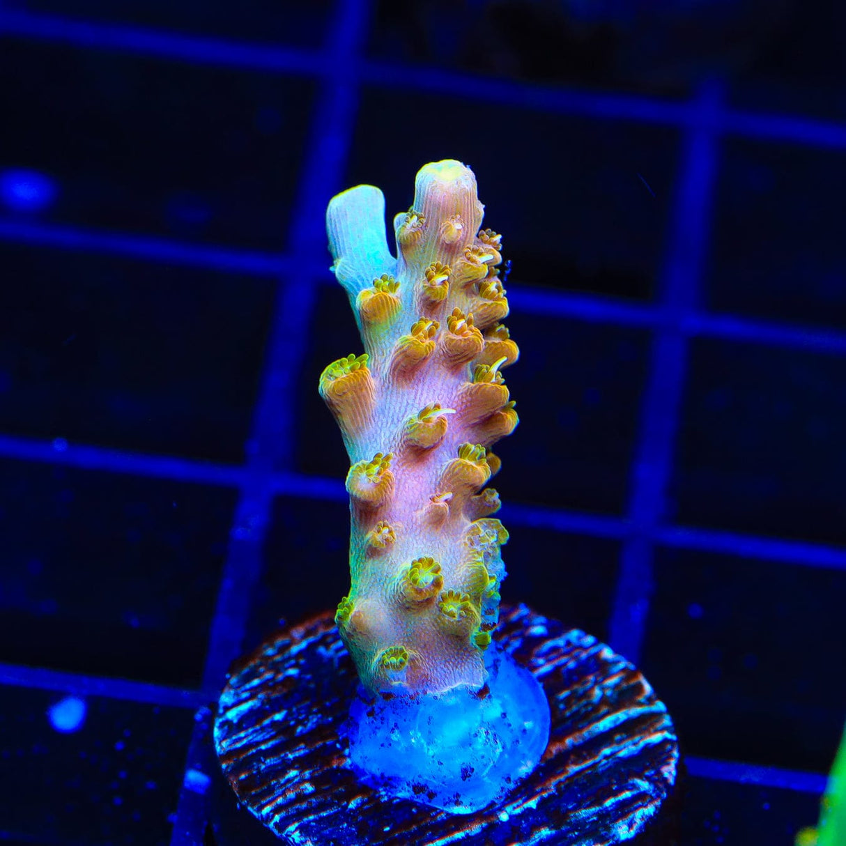 TGC Orange Creamsicle Acropora Coral