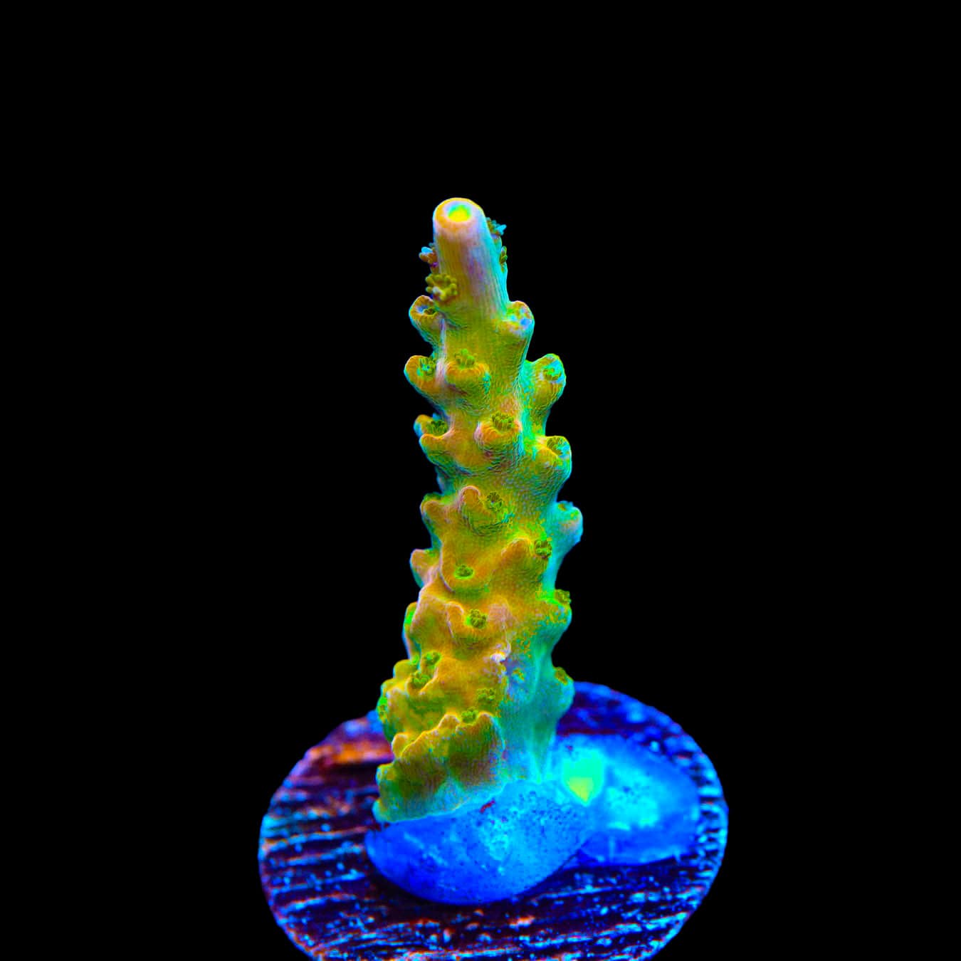TGC Orange Creamsicle Acropora Coral – Top Shelf Aquatics
