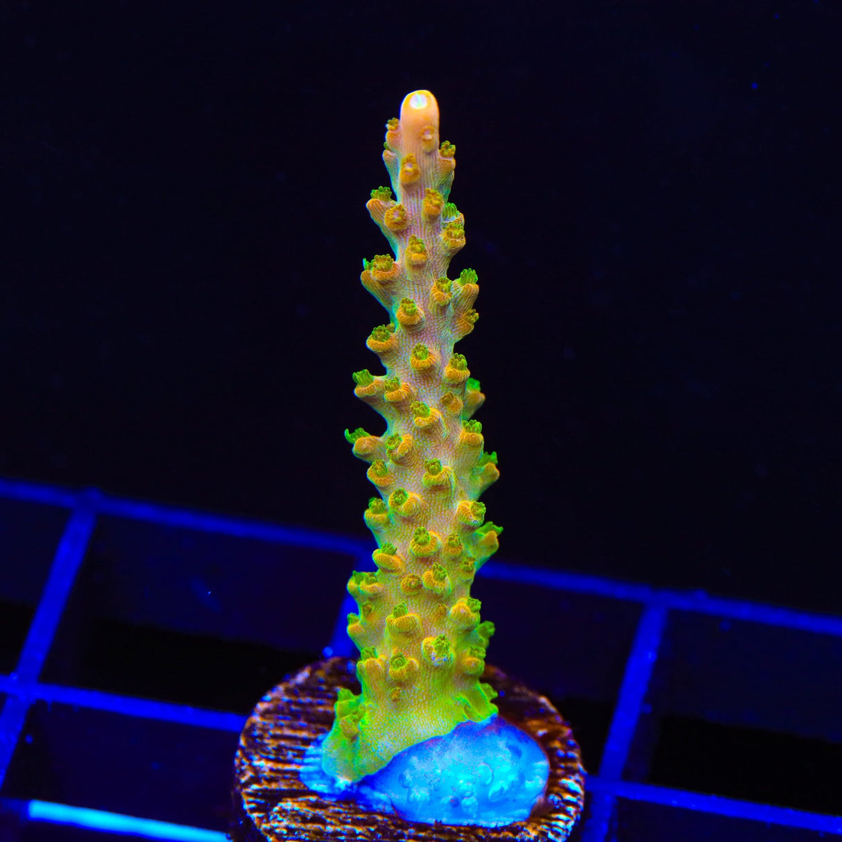 TGC Orange Creamsicle Acropora Coral