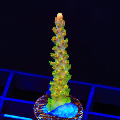 TGC Orange Creamsicle Acropora Coral