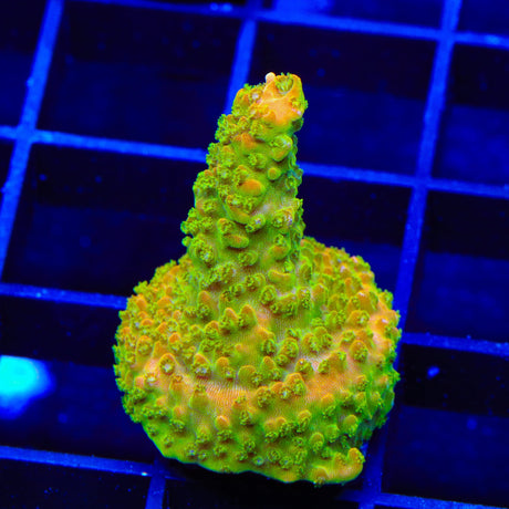 TGC Orange Creamsicle Acropora Coral