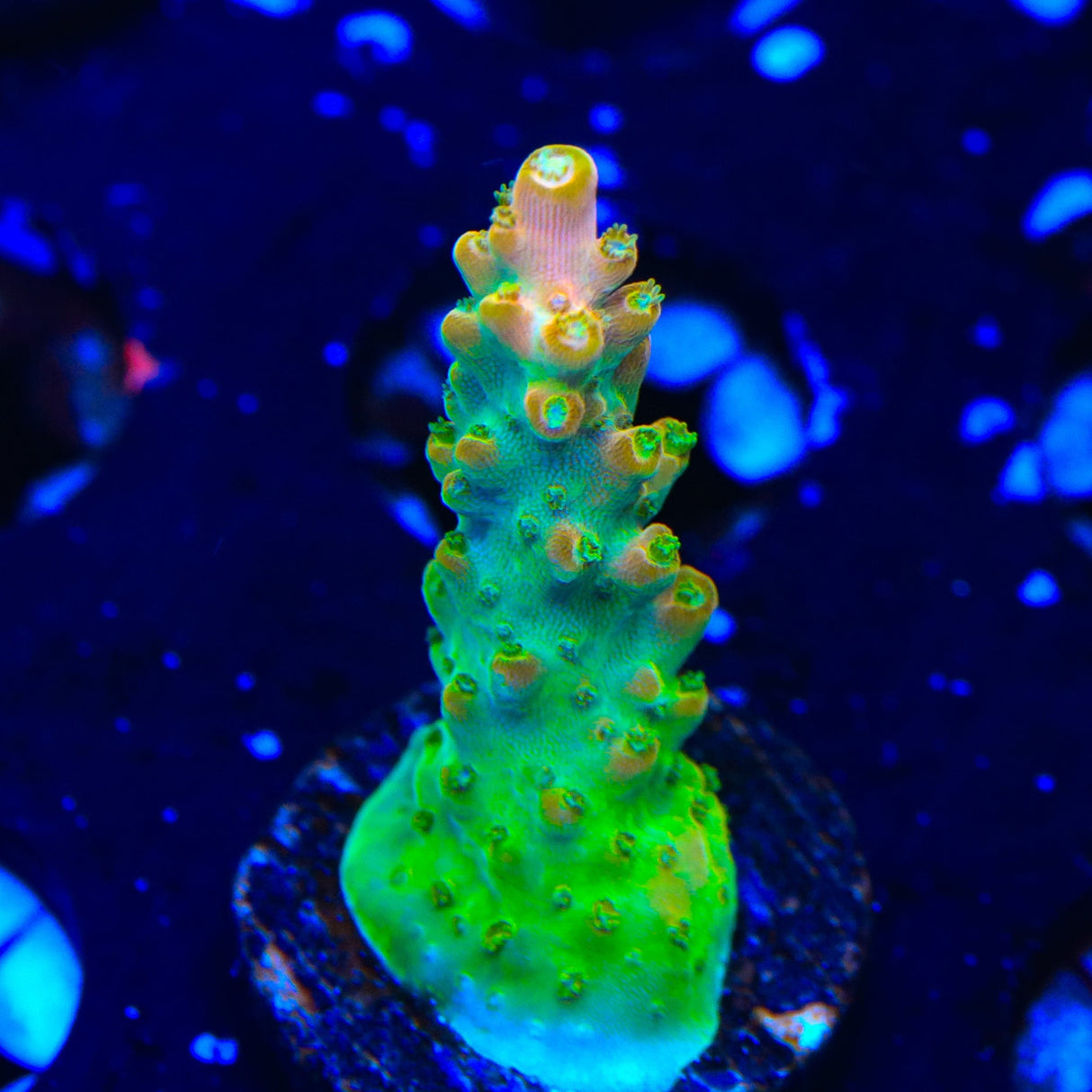 TGC Orange Creamsicle Acropora Coral