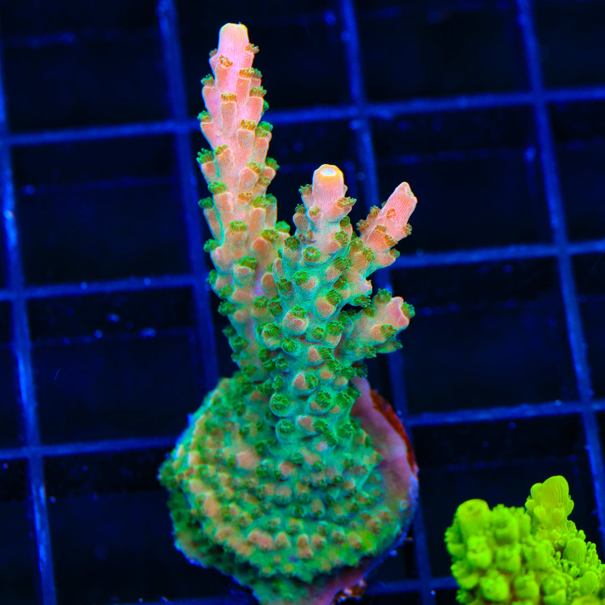 TGC Orange Creamsicle Acropora XL Frag Coral