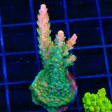 TGC Orange Creamsicle Acropora XL Frag Coral