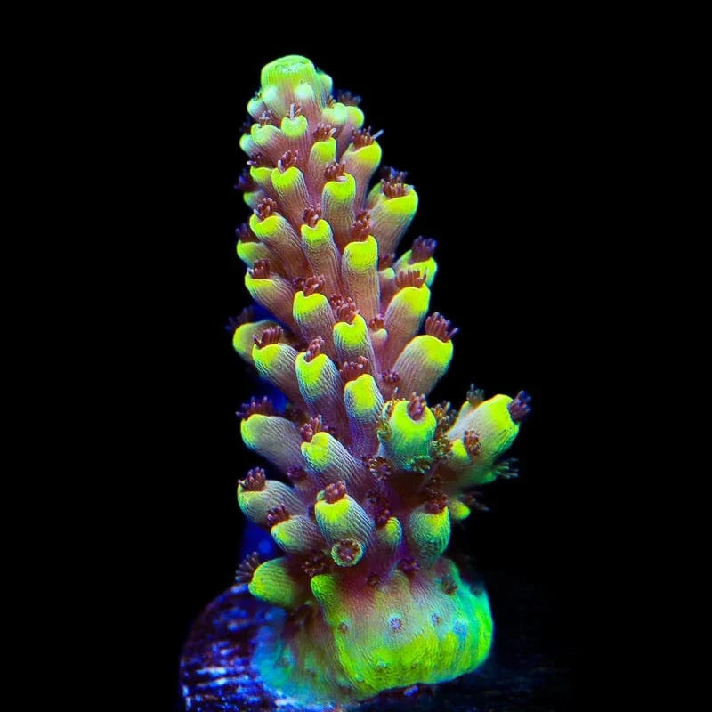 TGC Red Cadillac Acropora Coral