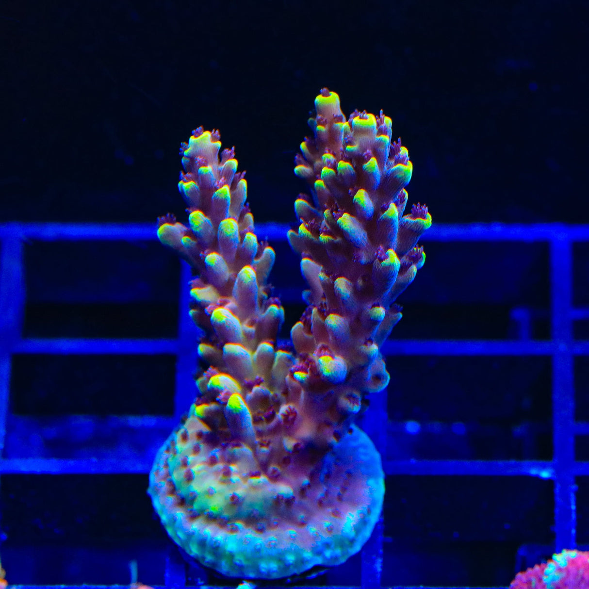 TGC Red Cadillac Acropora Coral