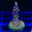 TGC Red Cadillac Acropora Coral