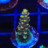 TGC Red Cadillac Acropora Coral