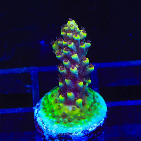 TGC Red Cadillac Acropora Coral