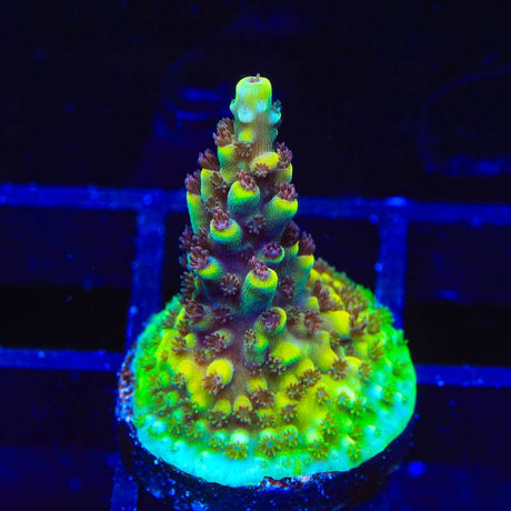 TGC Red Cadillac Acropora Coral