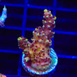 TGC Red Cadillac Acropora Coral
