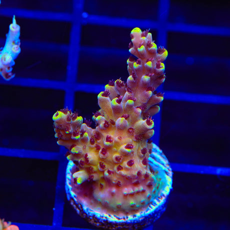 TGC Red Cadillac Acropora Coral
