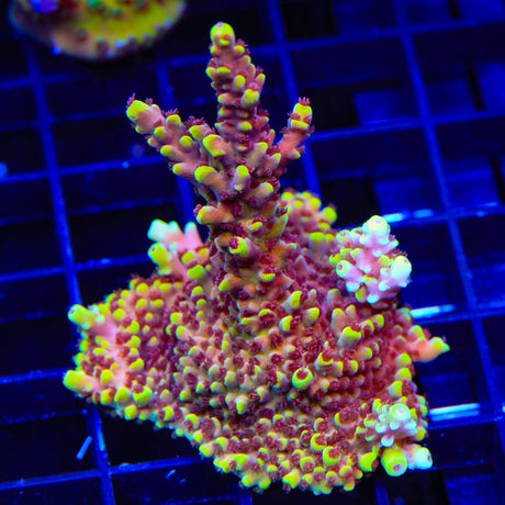 TGC Red Cadillac Acropora Coral