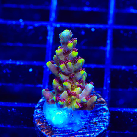 TGC Red Cadillac Acropora Coral