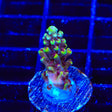 TGC Red Cadillac Acropora Coral