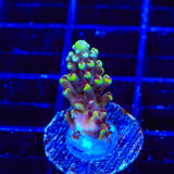 TGC Red Cadillac Acropora Coral