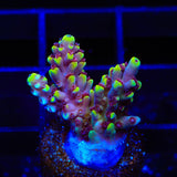 TGC Red Cadillac Acropora Coral