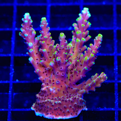 TGC Red Cadillac Acropora XL Frag Coral