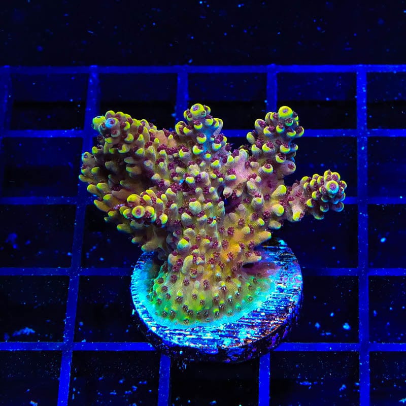 TGC Red Cadillac Mini Colony Coral