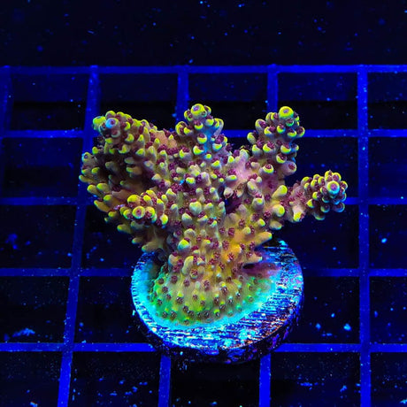 TGC Red Cadillac Mini Colony Coral