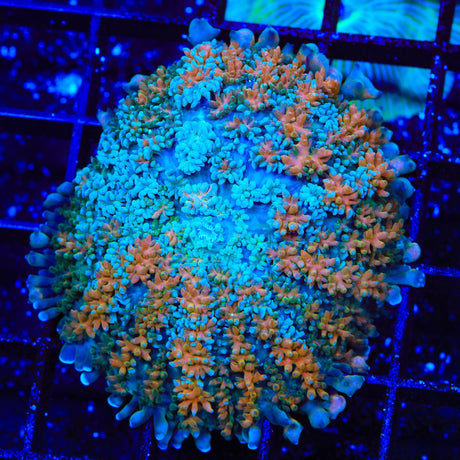 The Sqeeze Persian Mushroom Coral
